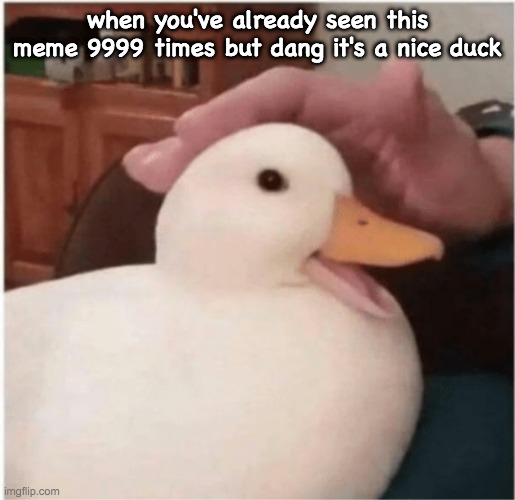 duck | when you've already seen this meme 9999 times but dang it's a nice duck | image tagged in ducks | made w/ Imgflip meme maker