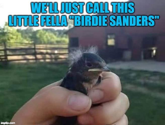 I'll bet he's a "Freebird"... | image tagged in pen,guin | made w/ Imgflip meme maker