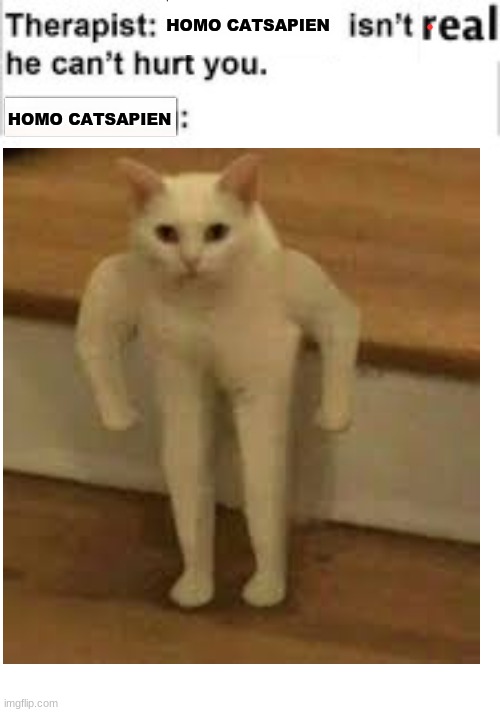 what a "cop calling" karen's therapist  would say | HOMO CATSAPIEN; HOMO CATSAPIEN | image tagged in cute cat | made w/ Imgflip meme maker