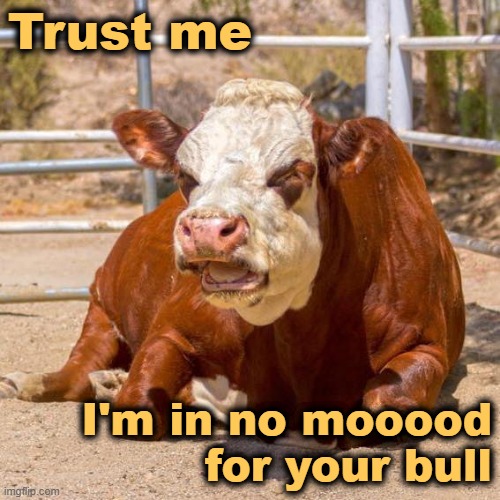 Not In The Mood | Trust me; I'm in no mooood
for your bull | image tagged in cows,funny animals,bulls | made w/ Imgflip meme maker