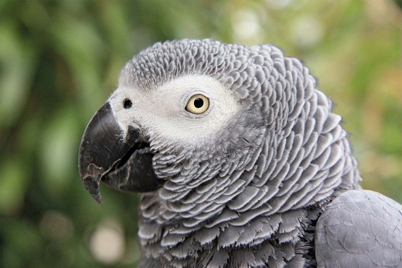 african grey parrot Blank Meme Template