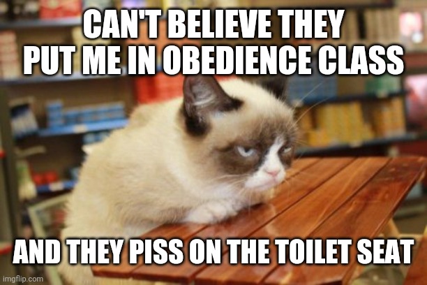 Grumpy Cat Table | CAN'T BELIEVE THEY PUT ME IN OBEDIENCE CLASS; AND THEY PISS ON THE TOILET SEAT | image tagged in memes,grumpy cat table,grumpy cat | made w/ Imgflip meme maker