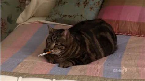 Smoking Cat Blank Meme Template