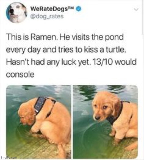 I love WeRateDogs... that I find on pinterest | image tagged in no im not running for prez again,but dont rely on your prez to do these things,figure it out yourself,if you need help,ask me | made w/ Imgflip meme maker