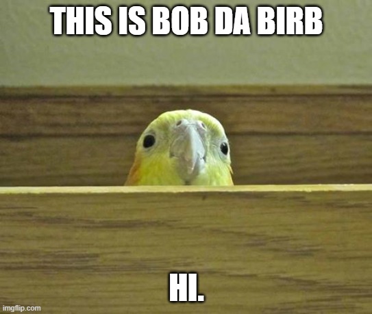 The Birb | THIS IS BOB DA BIRB; HI. | image tagged in the birb | made w/ Imgflip meme maker