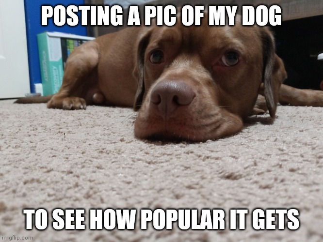Cute dog | POSTING A PIC OF MY DOG; TO SEE HOW POPULAR IT GETS | image tagged in dog,cute,puppy | made w/ Imgflip meme maker