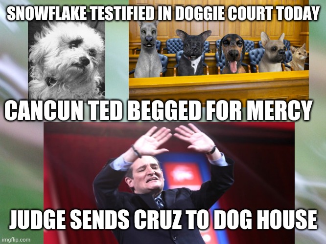 Snowflake Testifies in Doggie Court | SNOWFLAKE TESTIFIED IN DOGGIE COURT TODAY; CANCUN TED BEGGED FOR MERCY; JUDGE SENDS CRUZ TO DOG HOUSE | image tagged in court,ted cruz,snowflake,texas,funny dogs,dogs | made w/ Imgflip meme maker