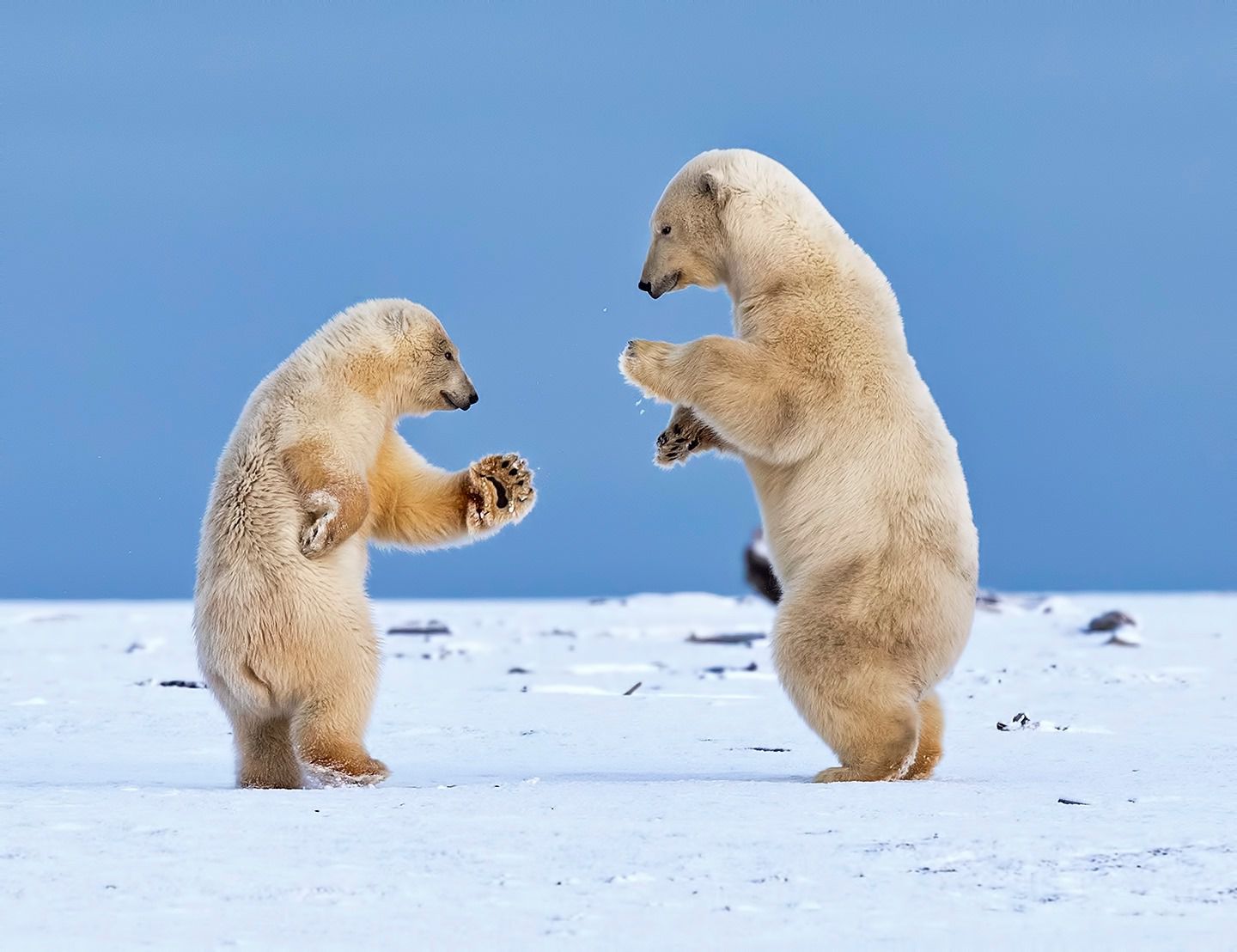dancing polar bear meme
