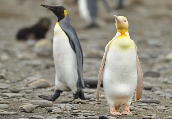 Yellow Penguin. Photo credit: Yves Adams | image tagged in awesome,pics,photography | made w/ Imgflip meme maker