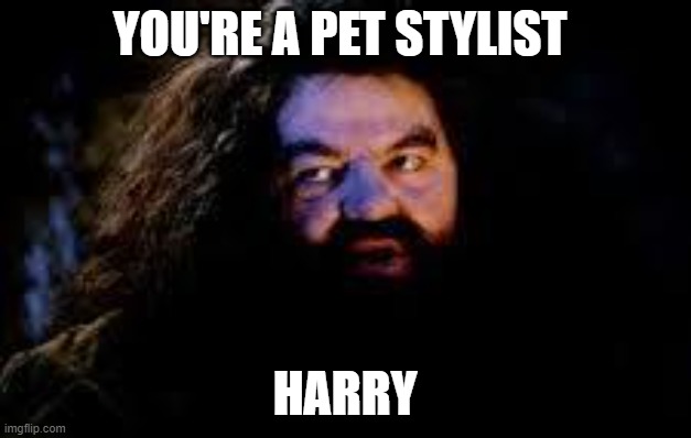 your a wizard harry | YOU'RE A PET STYLIST; HARRY | image tagged in your a wizard harry | made w/ Imgflip meme maker