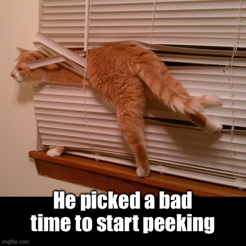 I Know How You Feel Buddy, I Know How You Feel | He picked a bad time to start peeking | image tagged in funny cat memes,peeking,peaking | made w/ Imgflip meme maker