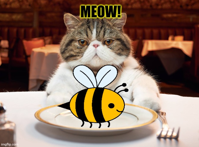 hungry cat | MEOW! | image tagged in hungry cat | made w/ Imgflip meme maker