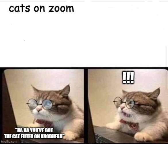 cats on zoom; !!! "HA HA YOU'VE GOT THE CAT FILTER ON KNOBHEAD" | image tagged in business cat | made w/ Imgflip meme maker