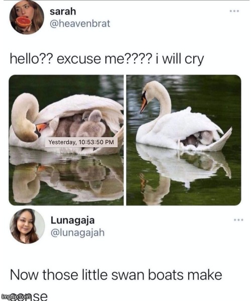 honk | image tagged in swan,boat | made w/ Imgflip meme maker