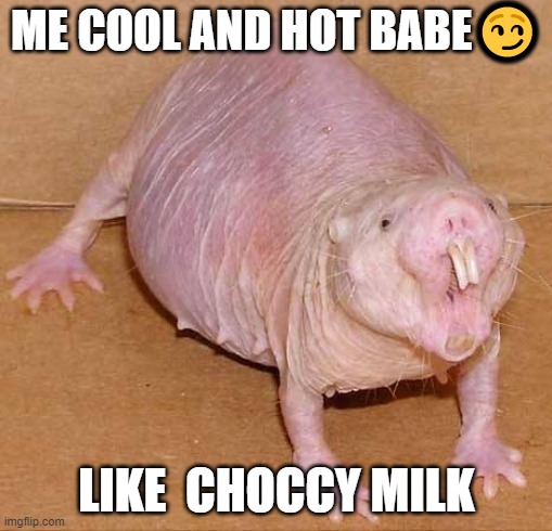 naked mole rat | ME COOL AND HOT BABE😏; LIKE  CHOCCY MILK | image tagged in naked mole rat | made w/ Imgflip meme maker