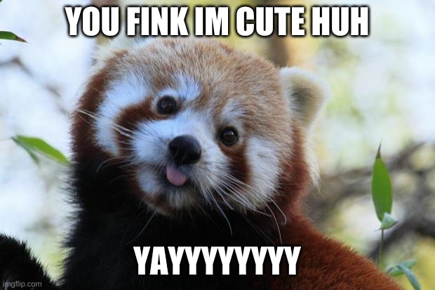 red panda | YOU FINK IM CUTE HUH; YAYYYYYYYY | image tagged in red panda | made w/ Imgflip meme maker