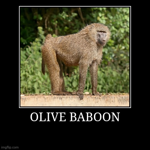Olive Baboon | image tagged in demotivationals,baboon | made w/ Imgflip demotivational maker
