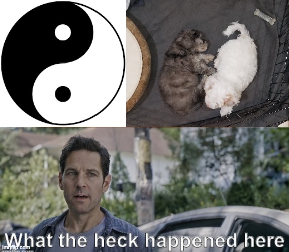 Are my dogs a conspiracy?? | image tagged in antman what the heck happened here,sleeping puppies,yin and yang | made w/ Imgflip meme maker