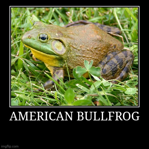 American Bullfrog | image tagged in demotivationals,frog | made w/ Imgflip demotivational maker