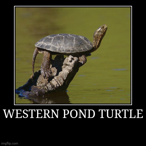 Western Pond Turtle | image tagged in demotivationals,turtle | made w/ Imgflip demotivational maker