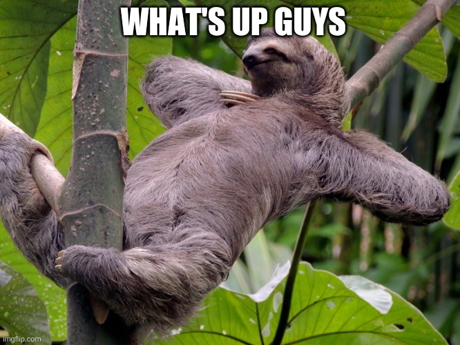 Lazy Sloth | WHAT'S UP GUYS | image tagged in lazy sloth | made w/ Imgflip meme maker