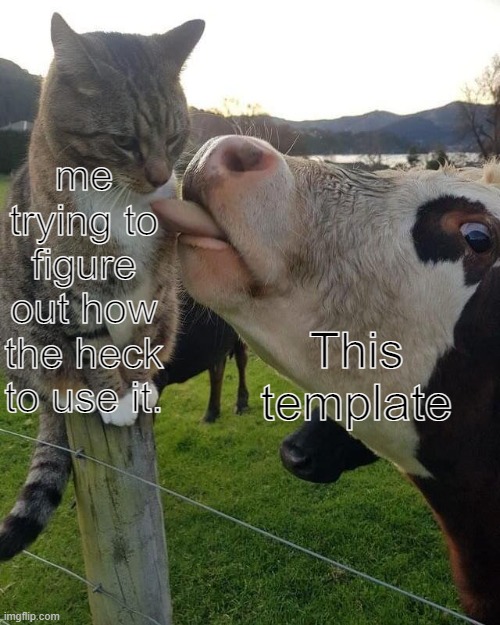 Cow licking cat | me trying to figure out how the heck to use it. This template | image tagged in cow licking cat | made w/ Imgflip meme maker