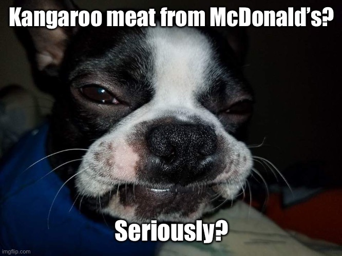 Boston Terrier | Kangaroo meat from McDonald’s? Seriously? | image tagged in boston terrier | made w/ Imgflip meme maker