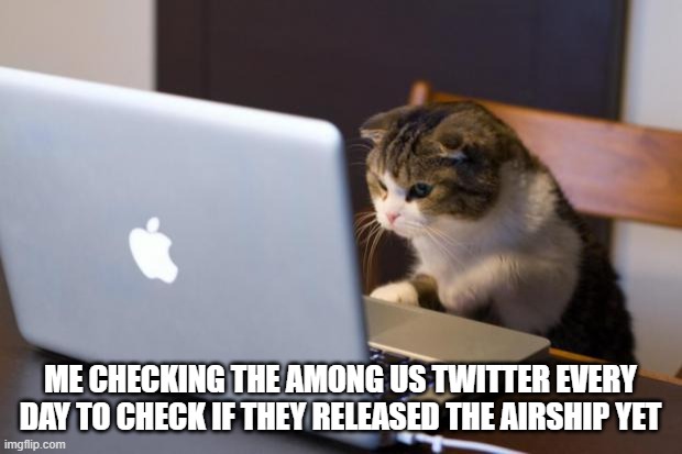 Cat using computer | ME CHECKING THE AMONG US TWITTER EVERY DAY TO CHECK IF THEY RELEASED THE AIRSHIP YET | image tagged in cat using computer | made w/ Imgflip meme maker