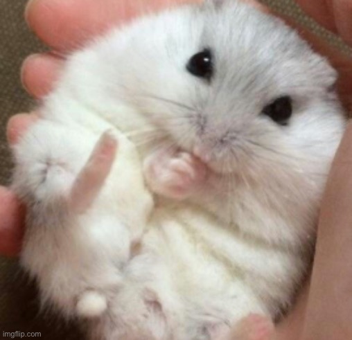 How popular can this hamster get | image tagged in cute,upvotes | made w/ Imgflip meme maker