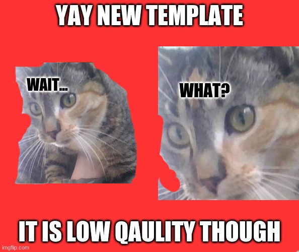 Wait...What? cat | YAY NEW TEMPLATE; IT IS LOW QAULITY THOUGH | image tagged in wait what cat | made w/ Imgflip meme maker