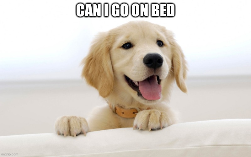 Cute dog idiot |  CAN I GO ON BED | image tagged in cute dog idiot | made w/ Imgflip meme maker