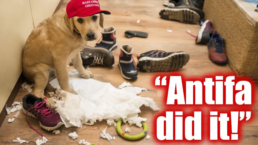 Poor thing | “Antifa did it!” | image tagged in antifa did it | made w/ Imgflip meme maker