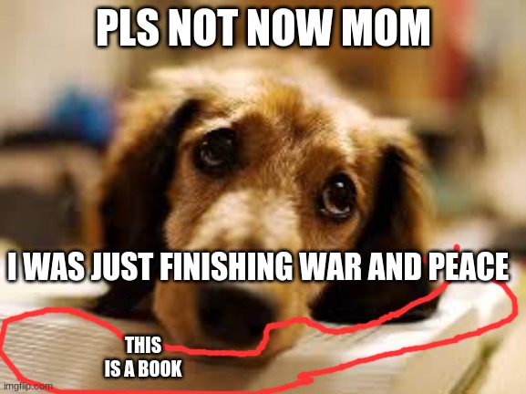 cute dog |  PLS NOT NOW MOM; I WAS JUST FINISHING WAR AND PEACE; THIS IS A BOOK | image tagged in cute dog | made w/ Imgflip meme maker