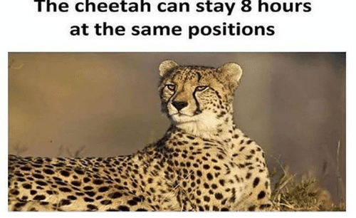 Still Cheetah Blank Meme Template