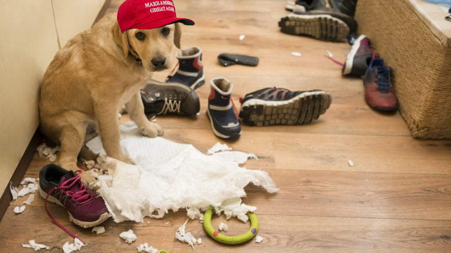 MAGA Antifa did it Blank Meme Template