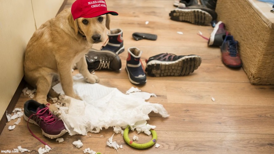 MAGA Antifa did it | image tagged in maga antifa did it | made w/ Imgflip meme maker