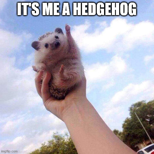 Motivational Hedgehog is Motivational | IT'S ME A HEDGEHOG | image tagged in motivational hedgehog is motivational | made w/ Imgflip meme maker