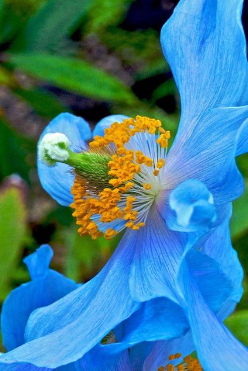 Tibetan Blue Poppy | image tagged in awesome,pics,photography | made w/ Imgflip meme maker