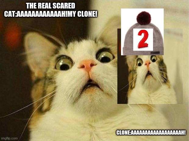 OMG My Clone | THE REAL SCARED CAT:AAAAAAAAAAAAH!MY CLONE! CLONE:AAAAAAAAAAAAAAAAAAH! | image tagged in memes,scared cat,omg cat,scared,clones | made w/ Imgflip meme maker