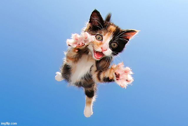 Cat Jumping | image tagged in cat jumping | made w/ Imgflip meme maker