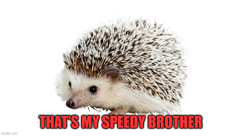 carl the hedgehog | THAT'S MY SPEEDY BROTHER | image tagged in carl the hedgehog | made w/ Imgflip meme maker