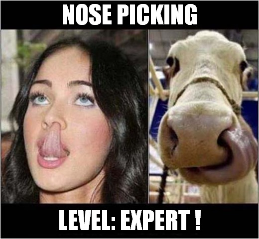 Now That's What I Call 
A Cross Species Talent | NOSE PICKING; LEVEL: EXPERT ! | image tagged in fun,nose pick | made w/ Imgflip meme maker