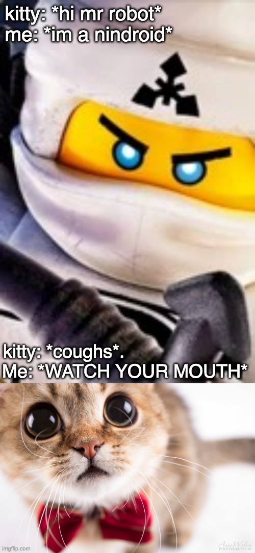 Zane memes ;) | kitty: *hi mr robot*                
me: *im a nindroid*; kitty: *coughs*.                        


Me: *WATCH YOUR MOUTH* | image tagged in zane meme,cats | made w/ Imgflip meme maker