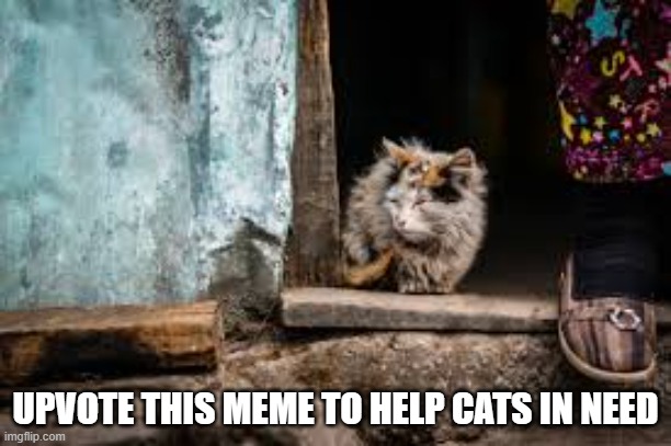 help the cats | UPVOTE THIS MEME TO HELP CATS IN NEED | image tagged in serious memes,downvote and you hate cats | made w/ Imgflip meme maker