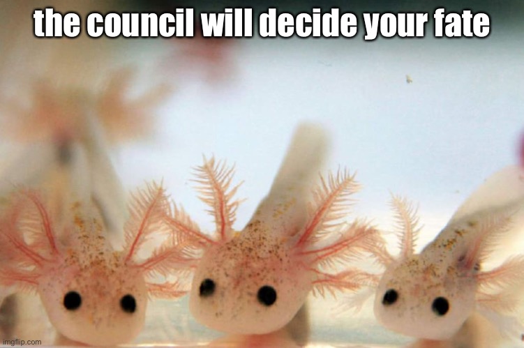 The axolotls will decide your fate Blank Meme Template