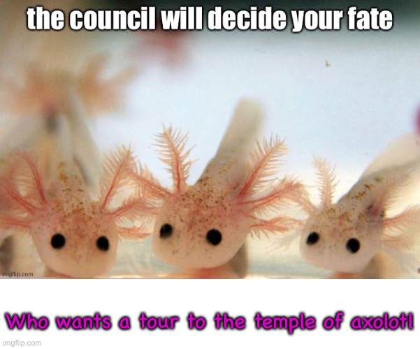 Basically just comment and they (I) will decide your outcome | Who wants a tour to the temple of axolotl | image tagged in the axolotls will decide your fate,just for fun | made w/ Imgflip meme maker