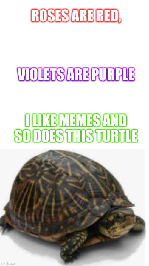 mmmmmmMMMMMMMM | ROSES ARE RED, VIOLETS ARE PURPLE; I LIKE MEMES AND SO DOES THIS TURTLE | image tagged in memes,blank transparent square | made w/ Imgflip meme maker