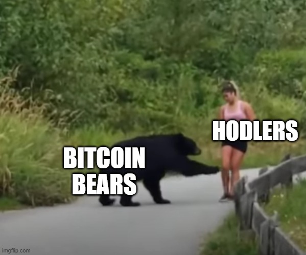 Bears | HODLERS; BITCOIN BEARS | image tagged in bears | made w/ Imgflip meme maker