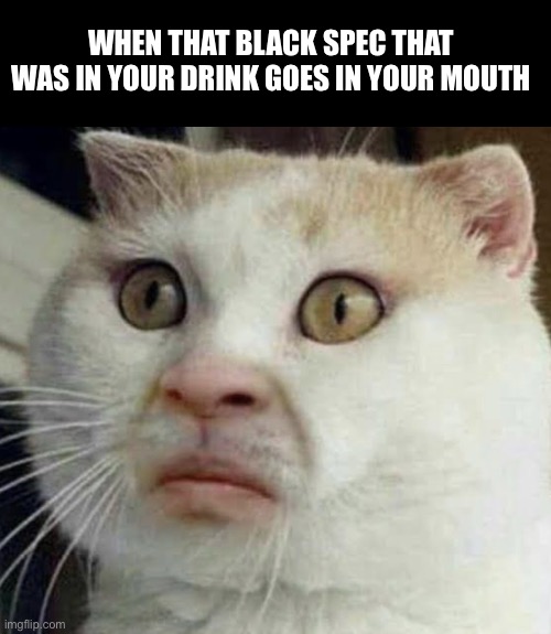 Cursed Cat Memes Imgflip