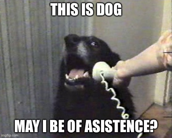 hello this is dog | THIS IS DOG; MAY I BE OF ASSISTANCE | image tagged in hello this is dog | made w/ Imgflip meme maker